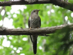Hototogisu (時鳥), cucul japonez al cărui cântec anunță începutul verii