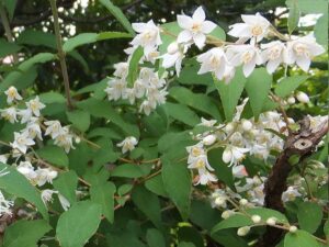 Flori albe de unohana (Deutzia), simbol al începutului verii în Japonia